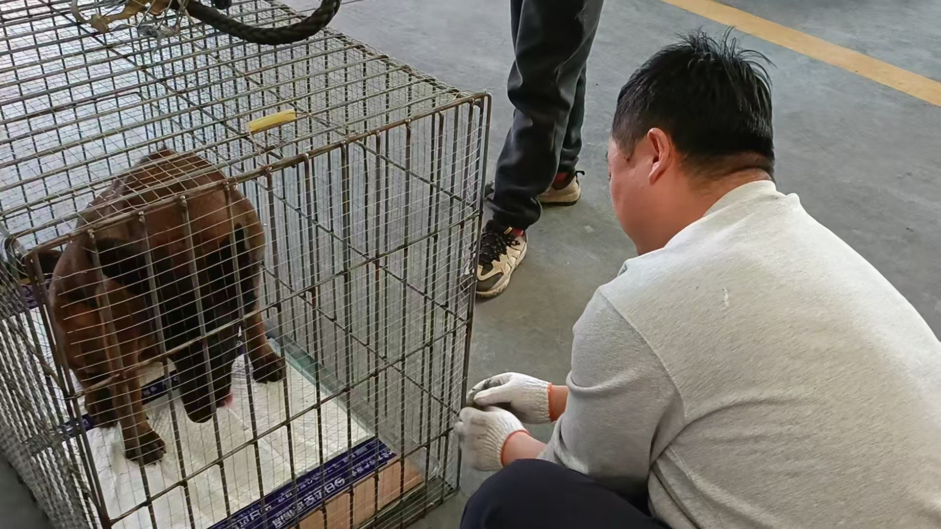 马犬航空托运的打包过程分享